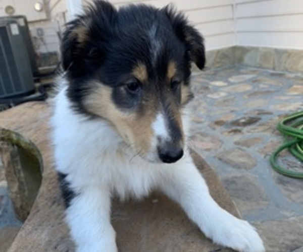 Medium Photo #5 Collie Puppy For Sale in DURHAM, NC, USA