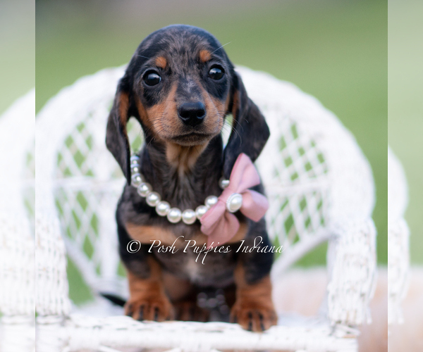 Medium Photo #7 Dachshund Puppy For Sale in WARSAW, IN, USA