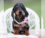 Small #6 Dachshund