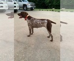 Small Photo #1 German Shorthaired Pointer Puppy For Sale in BEAVERDAM, VA, USA