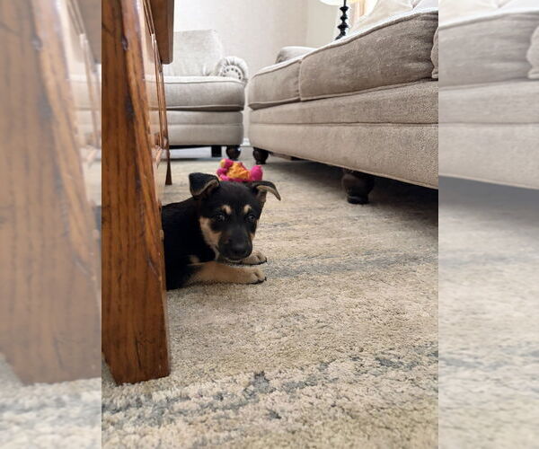 Medium Photo #7 German Shepherd Dog-Unknown Mix Puppy For Sale in Brewster, NY, USA