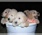 Small #46 Goldendoodle