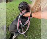 Small Border Terrier-Labrador Retriever Mix