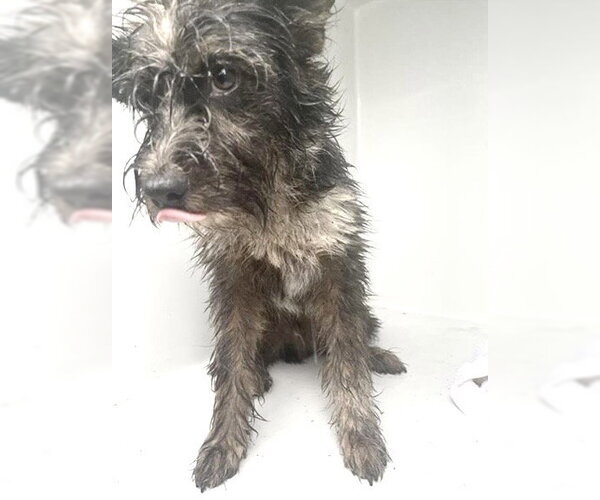 Medium Photo #1 Miniature Schnauzer-Rat Terrier Mix Puppy For Sale in Houston, TX, USA