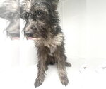 Small Miniature Schnauzer-Rat Terrier Mix