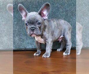 French Bulldog Puppy for sale in TAMPA, FL, USA