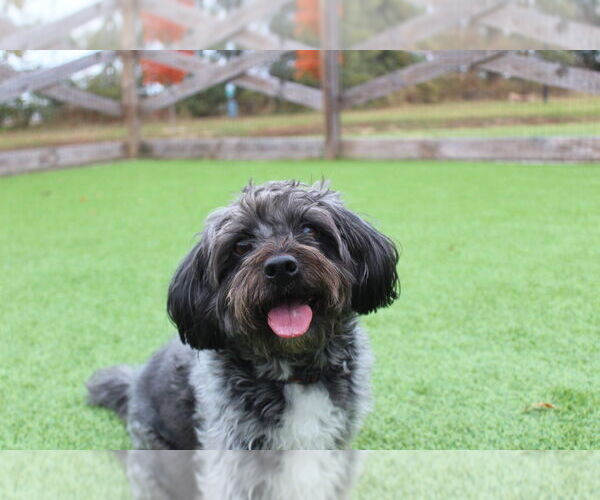 Medium Photo #1 Shih Tzu Puppy For Sale in Chestertown, MD, USA