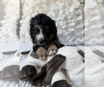 Small #13 Bernedoodle