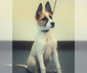 Mutt Dogs for adoption in Brooklyn Center, MN, USA