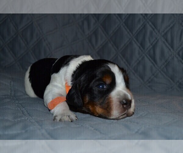 Medium Photo #9 English Springer Spaniel Puppy For Sale in LITCHFIELD, MN, USA