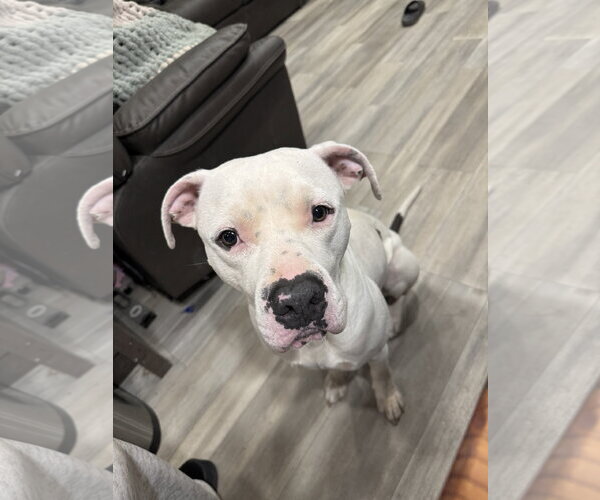 Medium Photo #3 Staffordshire Bull Terrier-Unknown Mix Puppy For Sale in Chandler, AZ, USA