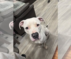 DRAKO MALFOY - Male Staffordshire Bull Terrier-Unknown Mix Dog for Adoption - Photo #3