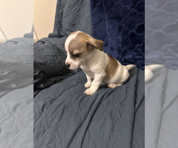 Medium Photo #4 Jack Russell Terrier-Unknown Mix Puppy For Sale in Ball Ground, GA, USA