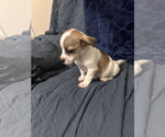 Small #3 Jack Russell Terrier Mix