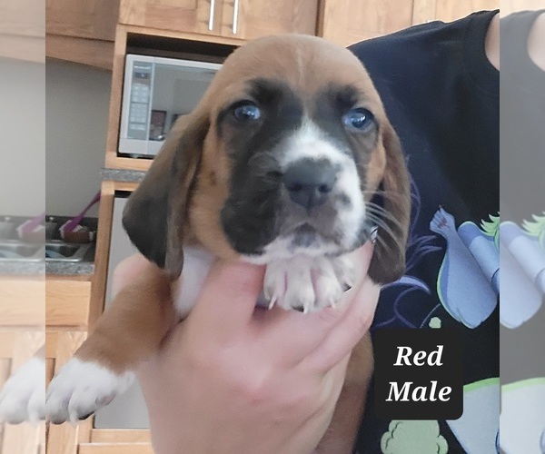 Medium Photo #1 Basset Hound Puppy For Sale in BERESFORD, SD, USA