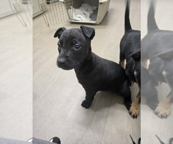 Medium Photo #4 American Staffordshire Terrier-Unknown Mix Puppy For Sale in Bardstown, KY, USA