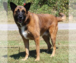 German Shepherd Dog-Unknown Mix Dogs for adoption in Prattville, AL, USA