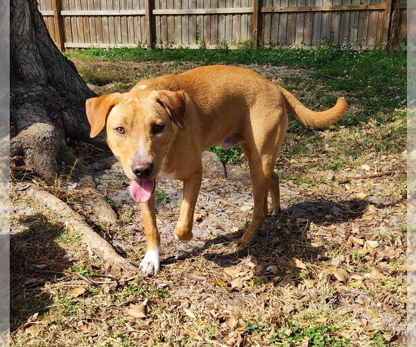 Medium Photo #3 Labrador Retriever-Unknown Mix Puppy For Sale in Tampa, FL, USA