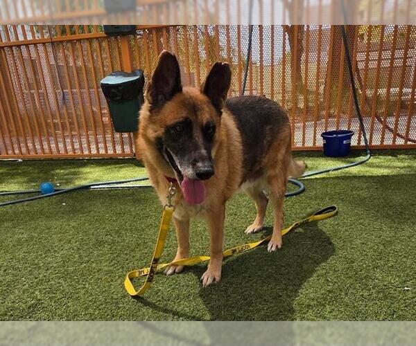 Medium Photo #2 German Shepherd Dog-Unknown Mix Puppy For Sale in Las Vegas, NV, USA