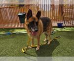 Small #1 German Shepherd Dog Mix