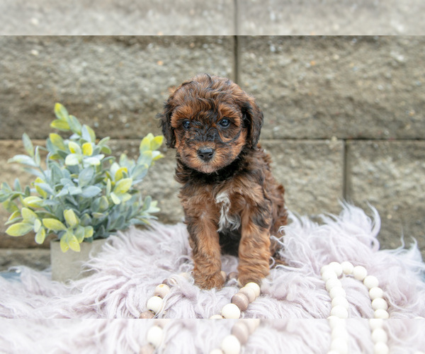 Medium Photo #8 Poodle (Miniature) Puppy For Sale in WOLCOTTVILLE, IN, USA