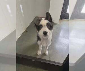 Mutt Dogs for adoption in Oak Bluffs, MA, USA