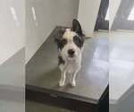 Small Mutt