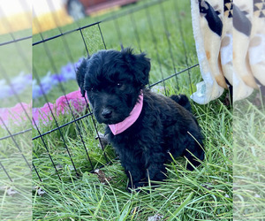 Whoodle Puppy for sale in PORTLAND, IN, USA