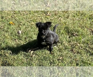 Chihuahua-Poodle (Toy) Mix Puppy for sale in INMAN, SC, USA