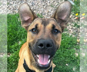 German Shepherd Dog-Unknown Mix Dogs for adoption in Jefferson, WI, USA