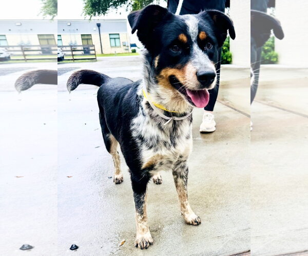 Medium Photo #8 Mutt Puppy For Sale in Houston, TX, USA