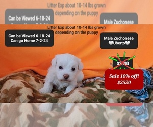 Havanese-Zuchon Mix Puppy for sale in TUCSON, AZ, USA