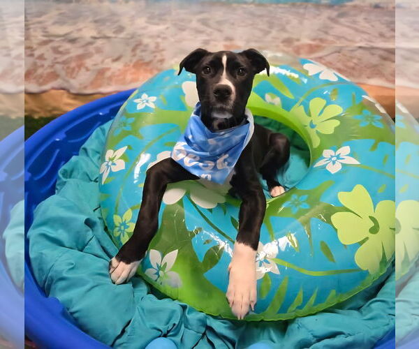 Medium Photo #9 American Pit Bull Terrier-Labrador Retriever Mix Puppy For Sale in Clarkston, MI, USA