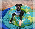 Small #8 American Pit Bull Terrier-Labrador Retriever Mix