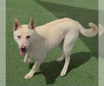 Small #11 Labrador Retriever Mix