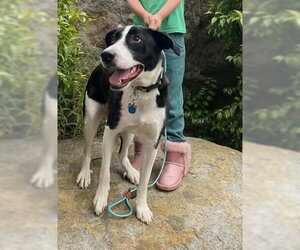 Zuzu - Female Border Collie-Unknown Mix Dog for Adoption - Photo #5