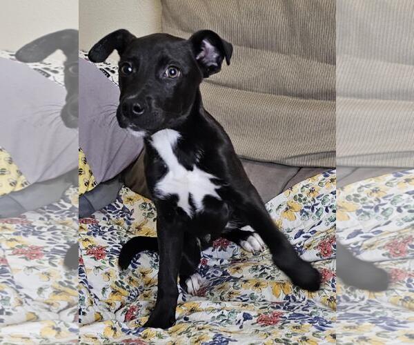 Medium Photo #2 Collie-Labrador Retriever Mix Puppy For Sale in Rockwall, TX, USA