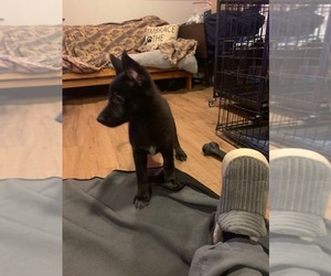 German Shepherd Dog Puppy for sale in RICHMOND, VA, USA