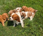 Small Photo #56 Cavapoo Puppy For Sale in GOSHEN, IN, USA
