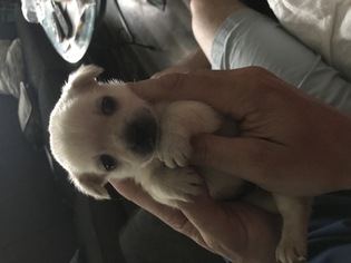 Shorkie Tzu Puppy for sale in DETROIT, MI, USA