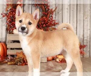 Shiba Inu Puppy for sale in MOUNT VERNON, OH, USA