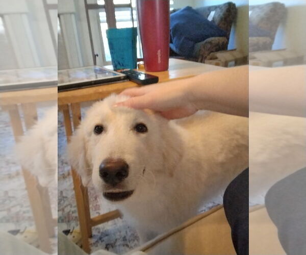 Medium Photo #12 Great Pyrenees-Unknown Mix Puppy For Sale in Houston, TX, USA