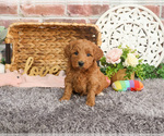 Small #8 Goldendoodle