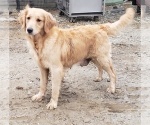 Mother of the Goldendoodle puppies born on 03/22/2023