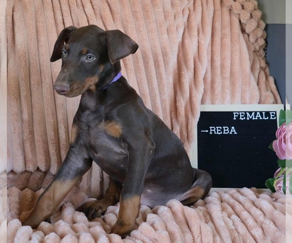Medium Photo #6 Doberman Pinscher Puppy For Sale in POMEROY, OH, USA