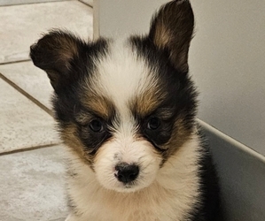 Pembroke Welsh Corgi Puppy for sale in MILTON, WI, USA