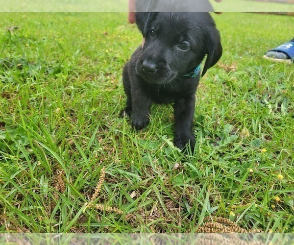 Medium Photo #21 Labrador Retriever Puppy For Sale in BONAIRE, GA, USA