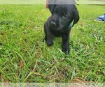 Small Photo #21 Labrador Retriever Puppy For Sale in BONAIRE, GA, USA