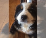 Small Photo #2 Bernese Mountain Dog Puppy For Sale in SOUTHWORTH, WA, USA