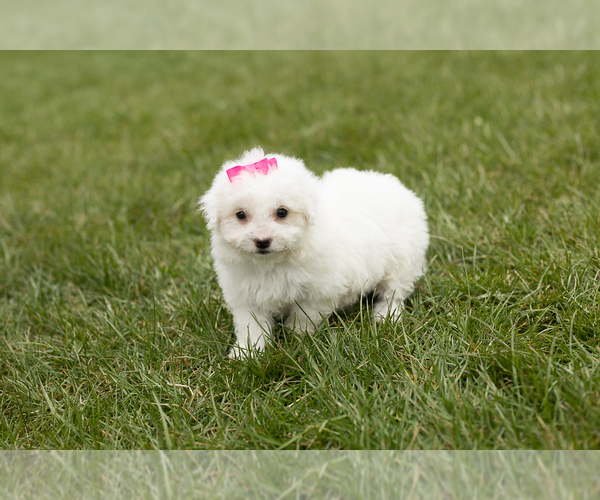 Medium Photo #3 Bichon Frise Puppy For Sale in WOLCOTTVILLE, IN, USA